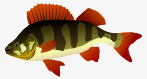Perch Fish Png Clipart - Perch Clipart