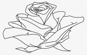 Rose Line Drawing At Getdrawings - Rose Line Drawing Png