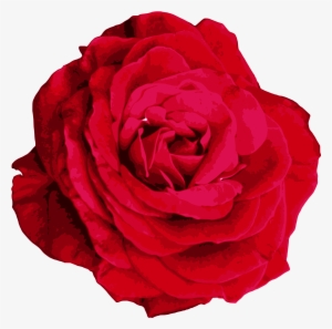 The Gallery For Gt Watercolor Flower Png - Hybrid Tea Rose