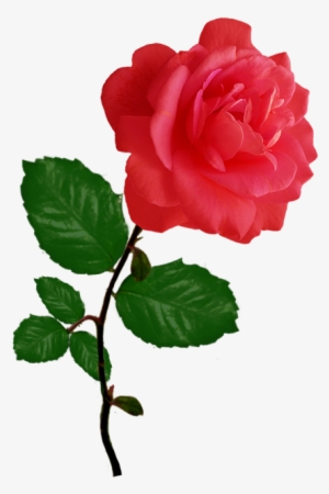 Red Red Rose Clipart - Rose Clipart Png