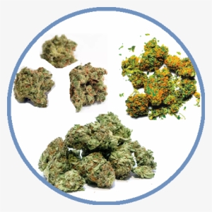 About Marijuana - Horizon Observatory