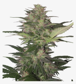 Planta De Marihuana Png - Red Dwarf Buddha Seeds