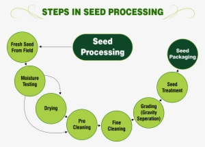 Steps In Seed Processing Png - Seed
