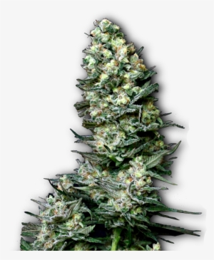 Semillas De Marihuana Productivas - Seed