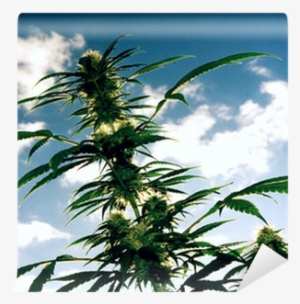 Cannabis