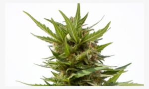 Semillas De Marihuana Ak Mir Auto De Sputnik Seeds - Seed