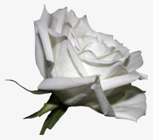 White Rose Clipart Png Format