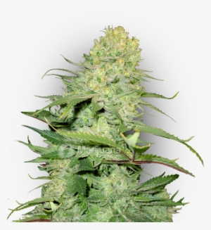 Cheese Feminized Marijuana Seeds - Autoflowering Cannabis