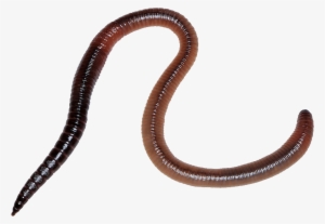 Worm Png