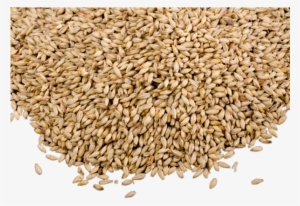 Grain Png Photo - Grains Png