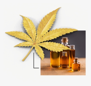 Cannabis Oil Online - Hash Oil