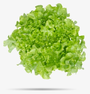 Green Oak Leaf Lettuce - Hoja De Lechuga Png