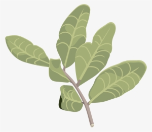 Lentisco - Gambel Oak