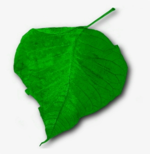 Hoja Sin Fondo Png