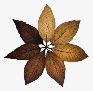 Oscuro - Imagenes De Hojas De Tabaco