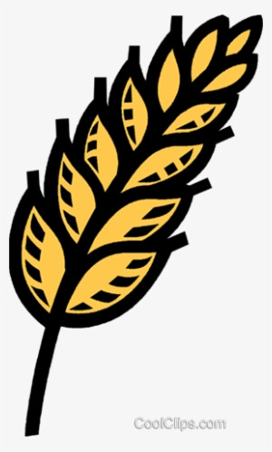 Wheat, Oats, Grain Royalty Free Vector Clip Art Illustration - Korn Getreide Clipart