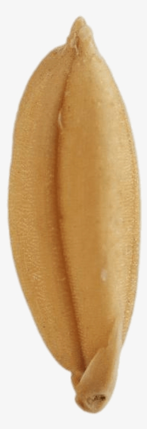 Download - Endive