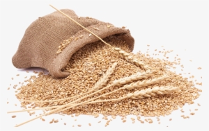 Grain Png Clipart - Пословицы О Хлебе Для 2 Класса