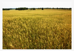 Stone House Farm Is Dedicated To Demonstrating A Viable - Field