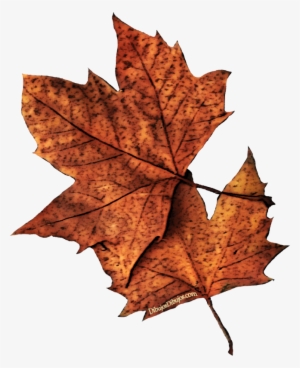 Jesús Núñez León - Hojas Secas Dibujo