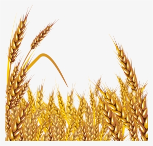 Grain Clipart Malt - Shen Bi Ma Liang (dvd)