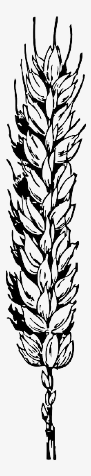 Grain, Food, Outline, Plant, Sheaf, Wheat, Flour - Wheat Clip Art