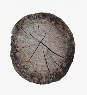 Cut Tree Stump End Wood Tree Texture Image - Driftwood