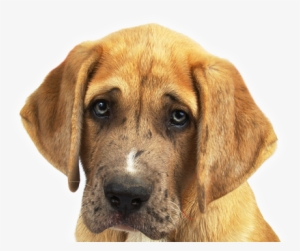 Help Us Help Pets In Need - Droopy Puppy Dog Eyes