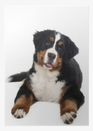 Berner Sennenhund On A White Background In The Studio, - Dog