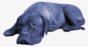 We Love Dogs Because They Are Unbridled, Distilled - Bull