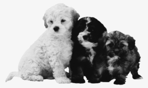 The Sad Reality Of Too Many Dogs And Cats