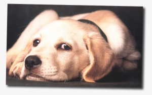 Sad Dog - Labrador Retriever