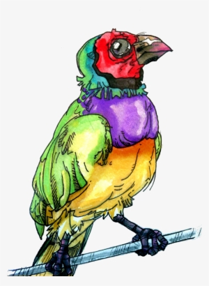Gouldian Finch Bird Bird Art Finch Finch Art Illustration - Gouldian Finch