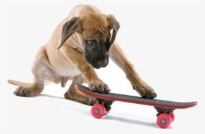 Also, Learning How To Ride A Skateboard - Dog On A Skateboard Png