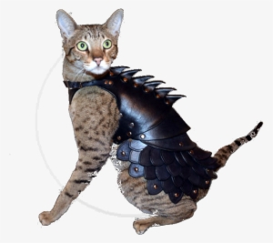 Cat Vs - Cat Armor