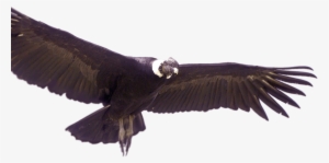 Andean Condor - Animales De Colombia Png