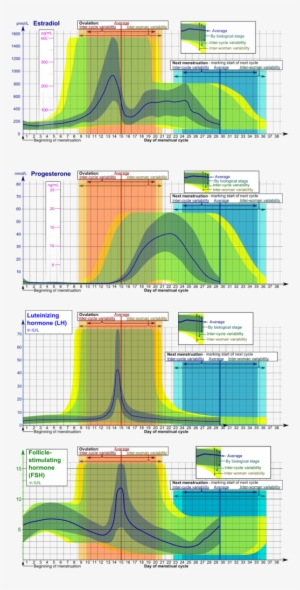Hormones Estradiol, Progesterone, Lh And Fsh During - Menstrual Cycle Hormones