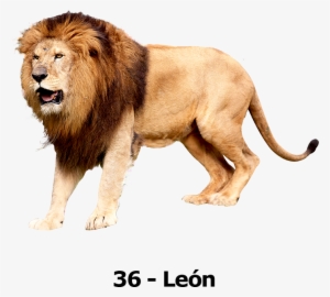 Transparent Background Lion Png