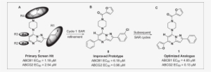Scaffold Modification Summary From Primary Hit To Probe - Chemical Compound