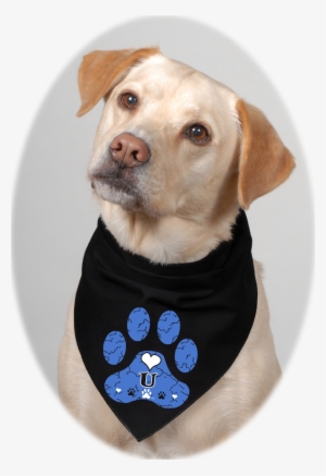 White And Crackled Blue Skies On Black Bandana - Companion Dog