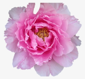 Pelagonie, Pink, Violet, Purple, Large - Violet