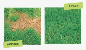 How To Fix “burn” Spots On Your Lawn Or Grass - Lawn