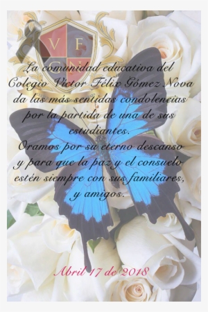 Luto Colegio - Blue Butterfly With Flower