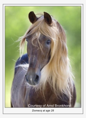 The Best Was Riding On A Wide Dirt Road For Six Miles - Mustang Horse