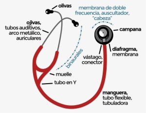Open - Estetoscopio Con Sus Partes