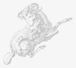 Aries - Sketch