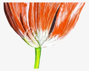 Hand Draw Watercolor Realistic Single Tulip Flower - Drawing
