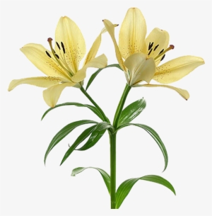 Flor Mes De Nacimiento Lirio - Lirio Flor Png