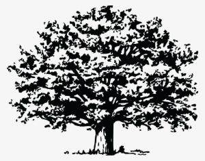 Free Clipart Of A Tree - Trees Svg File Free