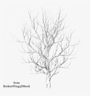 Vector Freeuse Stock Winter By Brokenwing Dstock On - Winter Snow Tree Png